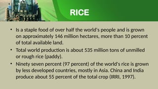 RICE
• Is a staple food of over half the world's people and is grown
on approximately 146 million hectares, more than 10 percent
of total available land.
• Total world production is about 535 million tons of unmilled
or rough rice (paddy).
• Ninety seven percent (97 percent) of the world's rice is grown
by less developed countries, mostly in Asia. China and India
produce about 55 percent of the total crop (IRRI, 1997).
 
