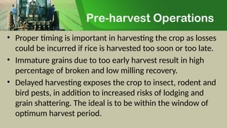 Pre-harvest Operations
• Proper timing is important in harvesting the crop as losses
could be incurred if rice is harvested too soon or too late.
• Immature grains due to too early harvest result in high
percentage of broken and low milling recovery.
• Delayed harvesting exposes the crop to insect, rodent and
bird pests, in addition to increased risks of lodging and
grain shattering. The ideal is to be within the window of
optimum harvest period.
 