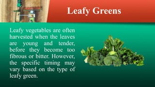 Leafy Greens
Leafy vegetables are often
harvested when the leaves
are young and tender,
before they become too
fibrous or bitter. However,
the specific timing may
vary based on the type of
leafy green.
 