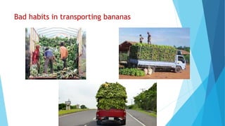 Bad habits in transporting bananas
 