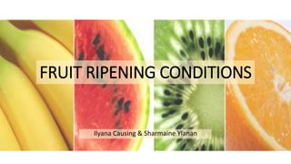 FRUIT RIPENING CONDITIONS
Ilyana Causing & Sharmaine Ylanan
 