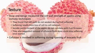Texture
• Stow and Genge measured the cell wall strength of apples using
osmotic techniques
• They found that cell walls do not weaken during fruit softening
• Softening results from loss of cell-to-cell cohesion
• Soluble pectin content of the apples do not correlate with fruit firmness
• They also suggested removal of ethylene from store could slow softening
once started
• Cellulase is involved in softening during ripening of avocado fruit
 