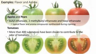 Apples and Pears
• butyl ethanoate, 2-methylbutyl ethanoate and hexyl ethanoate
• typical flavor and aroma compounds synthesized during ripening
Tomatoes
• More than 400 substances have been shown to contribute to the
odor of tomatoes
Examples: Flavor and Aroma
 