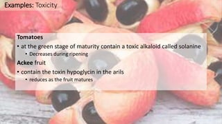 Tomatoes
• at the green stage of maturity contain a toxic alkaloid called solanine
• Decreases during ripening
Ackee fruit
• contain the toxin hypoglycin in the arils
• reduces as the fruit matures
Examples: Toxicity
 