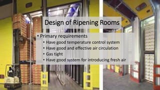 Design of Ripening Rooms
• Primary requirements
• Have good temperature control system
• Have good and effective air circulation
• Gas tight
• Have good system for introducing fresh air
 