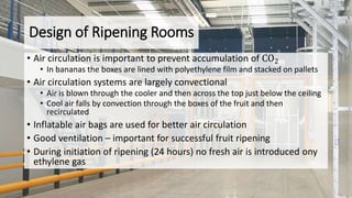 Design of Ripening Rooms
• Air circulation is important to prevent accumulation of CO2
• In bananas the boxes are lined with polyethylene film and stacked on pallets
• Air circulation systems are largely convectional
• Air is blown through the cooler and then across the top just below the ceiling
• Cool air falls by convection through the boxes of the fruit and then
recirculated
• Inflatable air bags are used for better air circulation
• Good ventilation – important for successful fruit ripening
• During initiation of ripening (24 hours) no fresh air is introduced ony
ethylene gas
 