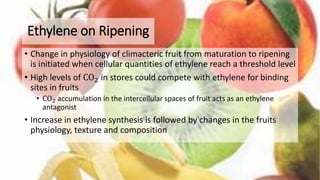 Ethylene on Ripening
• Change in physiology of climacteric fruit from maturation to ripening
is initiated when cellular quantities of ethylene reach a threshold level
• High levels of CO2 in stores could compete with ethylene for binding
sites in fruits
• CO2 accumulation in the intercellular spaces of fruit acts as an ethylene
antagonist
• Increase in ethylene synthesis is followed by changes in the fruits
physiology, texture and composition
 