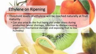 Ethylene on Ripening
• Threshold levels of ethylene will be reached naturally at fruit
maturity
• Can also arise by the fruit being put under stress during
production (water shortage, infection by disease-causing
organisms, mechanical damage and exposing fruit to low
humidity)
 
