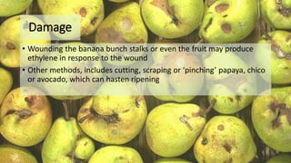 Damage
• Wounding the banana bunch stalks or even the fruit may produce
ethylene in response to the wound
• Other methods, includes cutting, scraping or ‘pinching’ papaya, chico
or avocado, which can hasten ripening
 