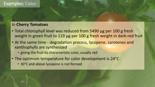 Examples: Color
In Cherry Tomatoes
• Total chlorophyll level was reduced from 5490 μg per 100 g fresh
weight in green fruit to 119 μg per 100 g fresh weight in dark-red fruit
• At the same time - degradation process, lycopene, carotenes and
xanthophylls are synthesized
• giving the fruit its characteristic color, usually red
• The optimum temperature for color development is 24°C
• 30°C and above lycopene is not formed
 