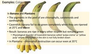 In Banana and Plantains
• The pigments in the peel of are chlorophylls, carotenoids and
xanthophylls
• Cavendish banana fail to de-green completely when they are ripened
at 25°C and above
• Result: bananas are ripe in every other respect but remains green
• Physiological disorder of Cavendish bananas called ‘pulpa crema’ or ‘yellow
pulp’ where chlorophyll in the skin is not fully broken down
• In Plantains - chlorophyll destruction can occur even at 35°C
Examples: Color
 