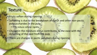 Texture
• Fruits soften during ripening
• Softening is due to the breakdown of starch and other non-pectic
polysaccharides in the pulp
• This reduce cellular rigidity
• Change in the moisture status contributes to the ease with the
detaching of the peel from the pulp
• There are changes in pectic polymers during ripening
 