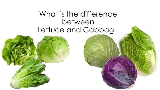 PostHarvest Technology Lettuce