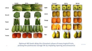 10/25/2020
21
Optimum NO levels delay the climacteric phase of many tropical fruits,
prolong the postharvest storage life by impeding ripening and senescence
 