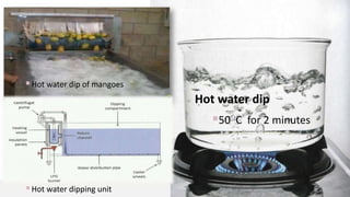 Hot water dip
50 C for 2 minutes
6
Hot water dip of mangoes
Hot water dipping unit
 