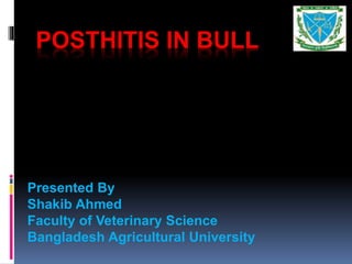 POSTHITIS IN BULL
Presented By
Shakib Ahmed
Faculty of Veterinary Science
Bangladesh Agricultural University
 