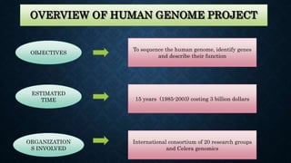 OBJECTIVES
ESTIMATED
TIME
ORGANIZATION
S INVOLVED
To sequence the human genome, identify genes
and describe their function
15 years (1985-2003) costing 3 billion dollars
International consortium of 20 research groups
and Celera genomics
OVERVIEW OF HUMAN GENOME PROJECT
 