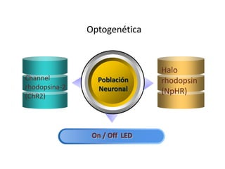 Optogenética
Población
Neuronal
Channel
rhodopsina-2
(ChR2)
Halo
rhodopsin
(NpHR)
On / Off LED
 