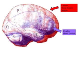 Cerebro
Homo Sapiens
Sapiens
Cerebro
Homo Erectus
 