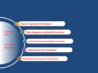Predicción de las formas de activación
Captación de los Trasadores
Activación Neuronal específica al estímulo
Flujo Sanguineo regional del cerebro
Tasa de Captación de Glucosa
Actividad
Glial
Actividad
Neuronal
 