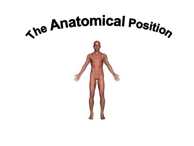 Anatomical Postion And Plane Biomechanics