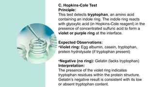 Comprehensive Analysis of Proteins and Amino Acids: Structure, Tests ...