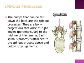  Thebumps that can be felt
 down the back are the spinous
 processes. They are bony
 projections that arise at right
 angles (perpendicular) to the
 midline of the lamina. Each
 spinous process is attached to
 the spinous process above and
 below it by ligaments.
 
