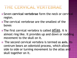  Seven cervical vertebrae form the neck or cervical
  region.
 The cervical vertebrae are the smallest of the
  bones
 The first cervical vertebra is called atlas. It is
 almost ring like. It provides up and down or nodding
 movement to the skull on it.
 The second cervical vertebra is termed as axis. Its
 centrum bears an odontoid process, which allows
 side to side or turning movement to the atlas and
 skull together on it.
 