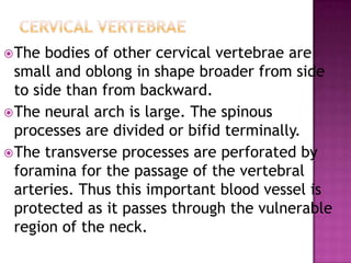  The  bodies of other cervical vertebrae are
  small and oblong in shape broader from side
  to side than from backward.
 The neural arch is large. The spinous
  processes are divided or bifid terminally.
 The transverse processes are perforated by
  foramina for the passage of the vertebral
  arteries. Thus this important blood vessel is
  protected as it passes through the vulnerable
  region of the neck.
 