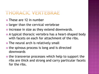  These are 12 in number
 larger than the cervical vertebrae
 increase in size as they extend downwards.
 A typical thoracic vertebra has a heart-shaped body
  with facets on each for attachment of the ribs.
 The neural arch is relatively small
 the spinous process is long and is directed
  downwards
 the transverse processes which help to support the
  ribs are thick and strong and carry particular facets
  for the ribs.
 