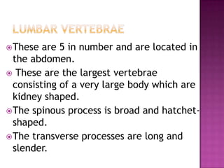  These  are 5 in number and are located in
  the abdomen.
 These are the largest vertebrae
  consisting of a very large body which are
  kidney shaped.
 The spinous process is broad and hatchet-
  shaped.
 The transverse processes are long and
  slender.
 