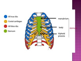 manubrium



body        sternum

Xiphoid
process
 