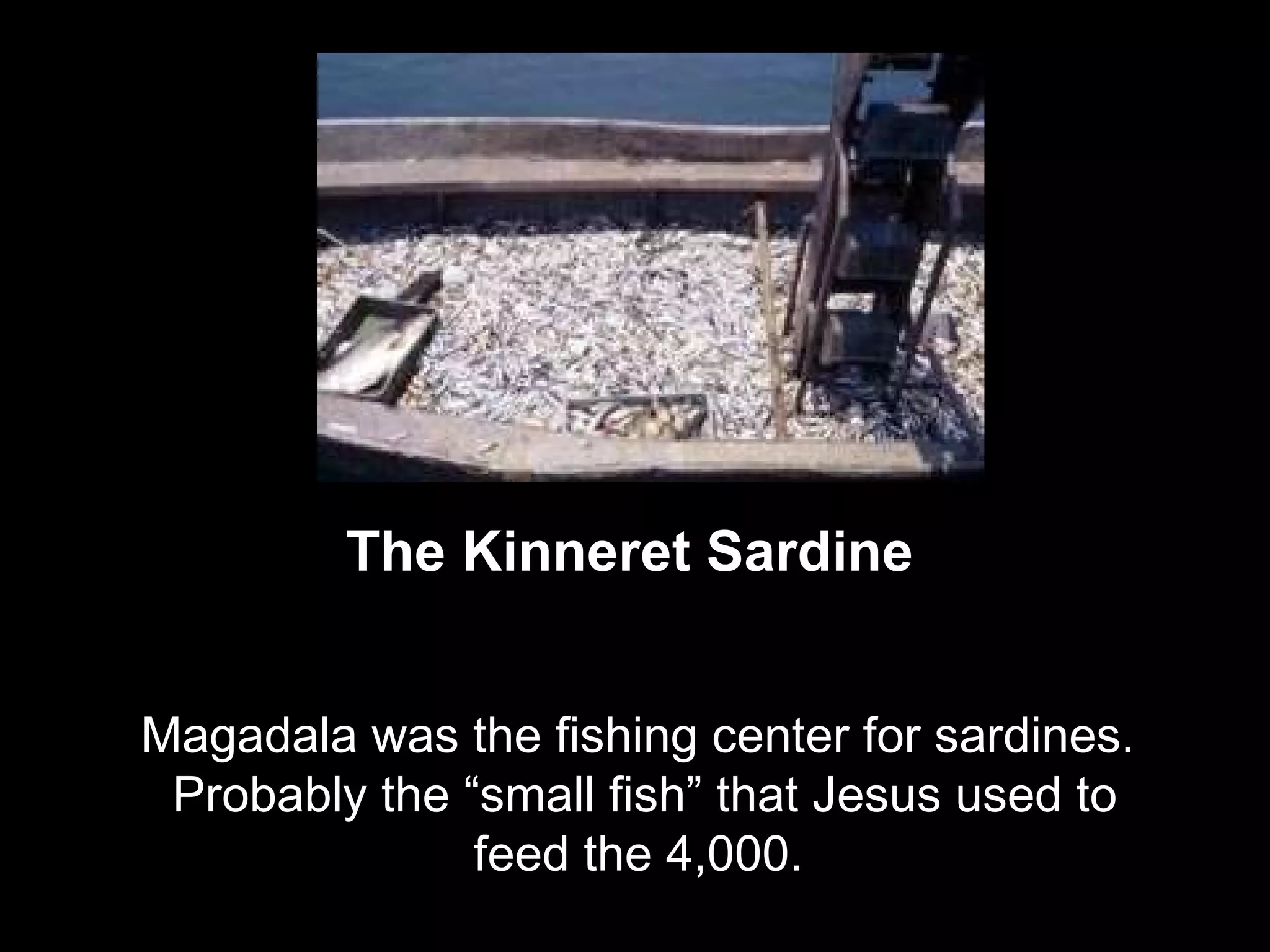 The Kinneret Sardine
Magadala was the fishing center for sardines.
Probably the “small fish” that Jesus used to
feed the 4,000.
 