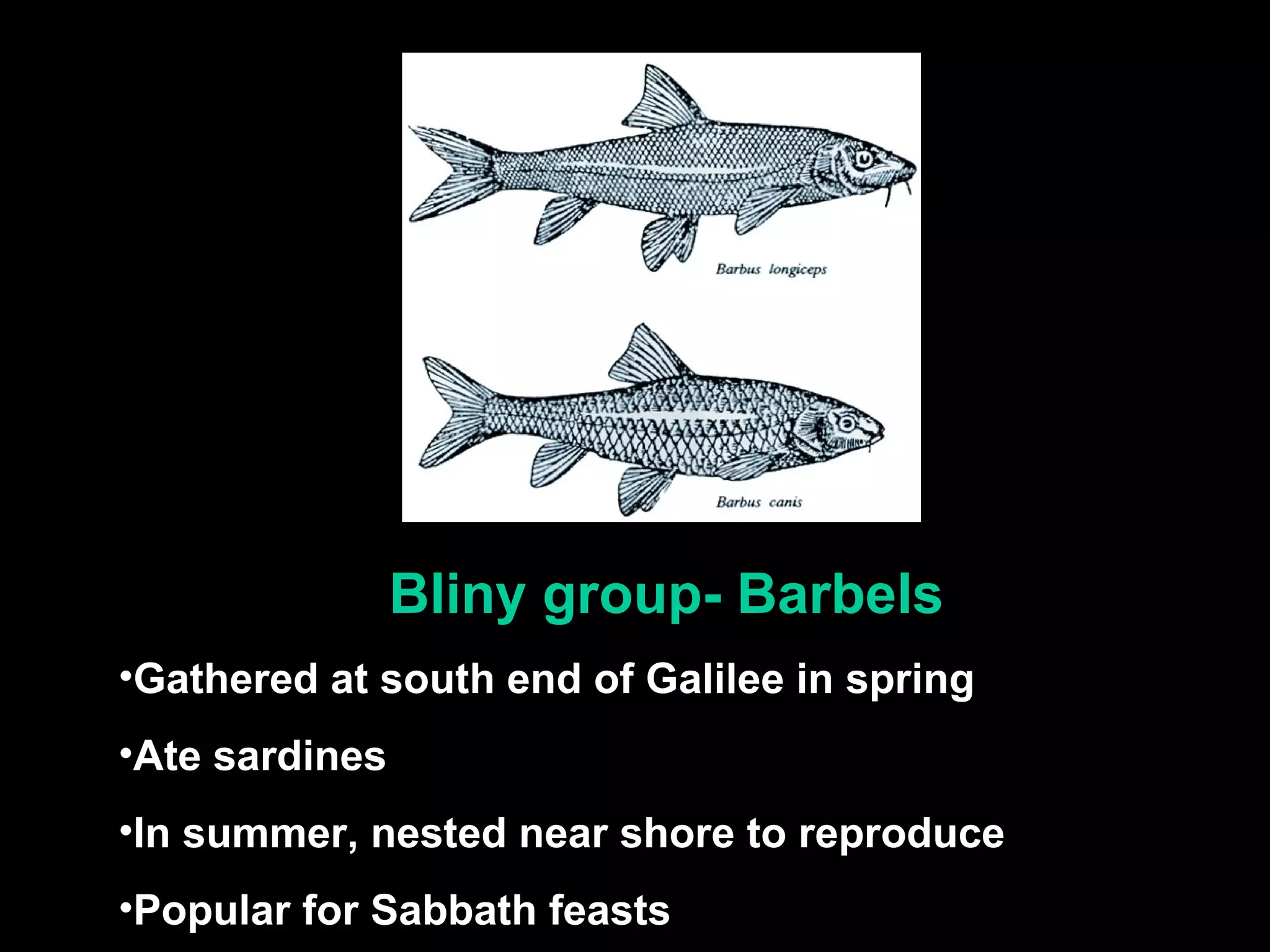 Bliny group- Barbels
•Gathered at south end of Galilee in spring
•Ate sardines
•In summer, nested near shore to reproduce
•Popular for Sabbath feasts
 