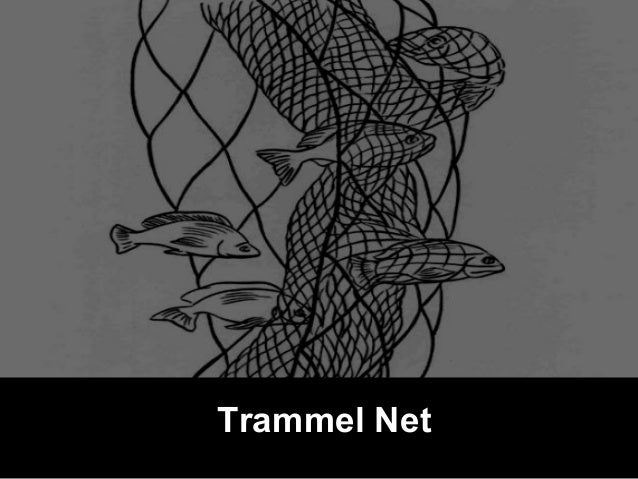 Picture of fish getting caught in a trammel net from biblical times