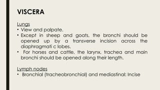 Goat Incision POST MORTEM Examination- Slaughtering.pptx