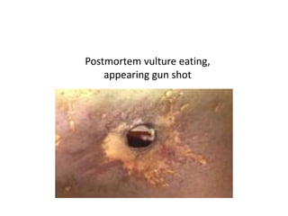 – Ants, cockroaches bites in moist area (eyes, lips,
axila, etc), brown parchmentised area
antemortem abrasion
– Maggots –...