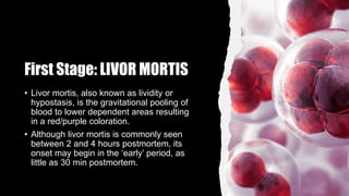 First Stage: LIVOR MORTIS
• Livor mortis, also known as lividity or
hypostasis, is the gravitational pooling of
blood to lower dependent areas resulting
in a red/purple coloration.
• Although livor mortis is commonly seen
between 2 and 4 hours postmortem, its
onset may begin in the ‘early’ period, as
little as 30 min postmortem.
 