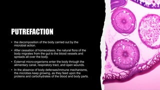 PUTREFACTION
• the decomposition of the body carried out by the
microbial action.
• After cessation of homeostasis, the natural flora of the
body migrates from the gut to the blood vessels and
spreads all over the body.
• External micro-organisms enter the body through the
alimentary canal, respiratory tract, and open wounds.
• In the absence of body defenses/immune mechanisms,
the microbes keep growing, as they feed upon the
proteins and carbohydrates of the blood and body parts.
 