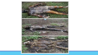 Post Mortem Changes in Forensic Medicine.new.pptx