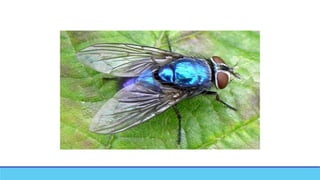 Post Mortem Insects Post Mortem Changes in Forensic Medicine.new.pptx