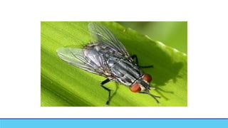 Post Mortem Insects Post Mortem Changes in Forensic Medicine.new.pptx