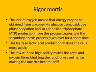 Rigor mortis
• The lack of oxygen means that energy cannot be
obtained from glycogen via glucose using oxidative
phosphorylation and so adenosine triphosphate
(ATP) production from this process ceases and the
secondary anoxic process takes over for a short time
• This leads to lactic acid production making the cells
more acidic
• The low ATP and high acidity makes the actin and
myosin fibres bind together and form a gel hence
making the muscles become stiff
 