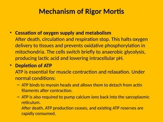 Mechanism of Rigor Mortis
• Cessation of oxygen supply and metabolism
After death, circulation and respiration stop. This halts oxygen
delivery to tissues and prevents oxidative phosphorylation in
mitochondria. The cells switch briefly to anaerobic glycolysis,
producing lactic acid and lowering intracellular pH.
• Depletion of ATP
ATP is essential for muscle contraction and relaxation. Under
normal conditions:
– ATP binds to myosin heads and allows them to detach from actin
filaments after contraction.
– ATP is also required to pump calcium ions back into the sarcoplasmic
reticulum.
After death, ATP production ceases, and existing ATP reserves are
rapidly consumed.
 