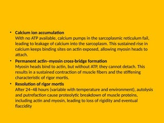 • Calcium ion accumulation
With no ATP available, calcium pumps in the sarcoplasmic reticulum fail,
leading to leakage of calcium into the sarcoplasm. This sustained rise in
calcium keeps binding sites on actin exposed, allowing myosin heads to
attach.
• Permanent actin–myosin cross-bridge formation
Myosin heads bind to actin, but without ATP, they cannot detach. This
results in a sustained contraction of muscle fibers and the stiffening
characteristic of rigor mortis.
• Resolution of rigor mortis
After 24–48 hours (variable with temperature and environment), autolysis
and putrefaction cause proteolytic breakdown of muscle proteins,
including actin and myosin, leading to loss of rigidity and eventual
flaccidity
 
