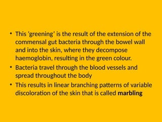 • This ‘greening’ is the result of the extension of the
commensal gut bacteria through the bowel wall
and into the skin, where they decompose
haemoglobin, resulting in the green colour.
• Bacteria travel through the blood vessels and
spread throughout the body
• This results in linear branching patterns of variable
discoloration of the skin that is called marbling
 
