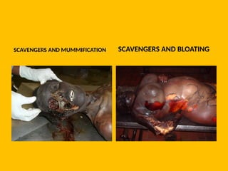 SCAVENGERS AND MUMMIFICATION SCAVENGERS AND BLOATING
 