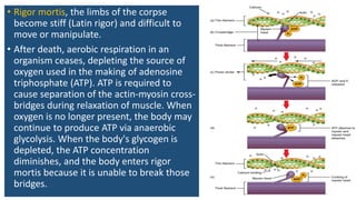Death and Postmortem Changes | PDF | Death, Injury, or Military ...