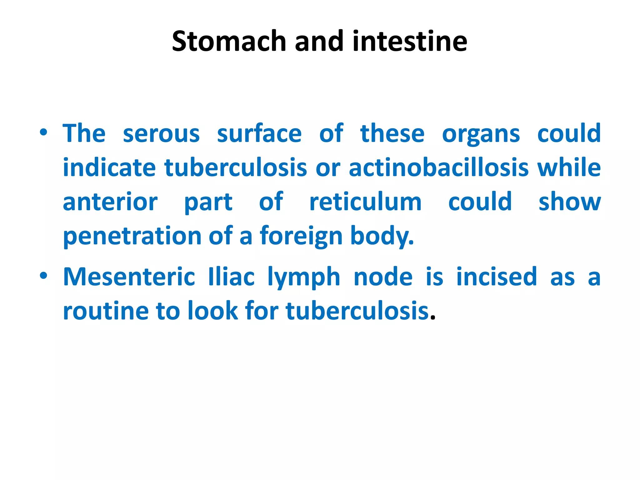 Stomach and intestine
• The serous surface of these organs could
indicate tuberculosis or actinobacillosis while
anterior part of reticulum could show
penetration of a foreign body.
• Mesenteric Iliac lymph node is incised as a
routine to look for tuberculosis.
 