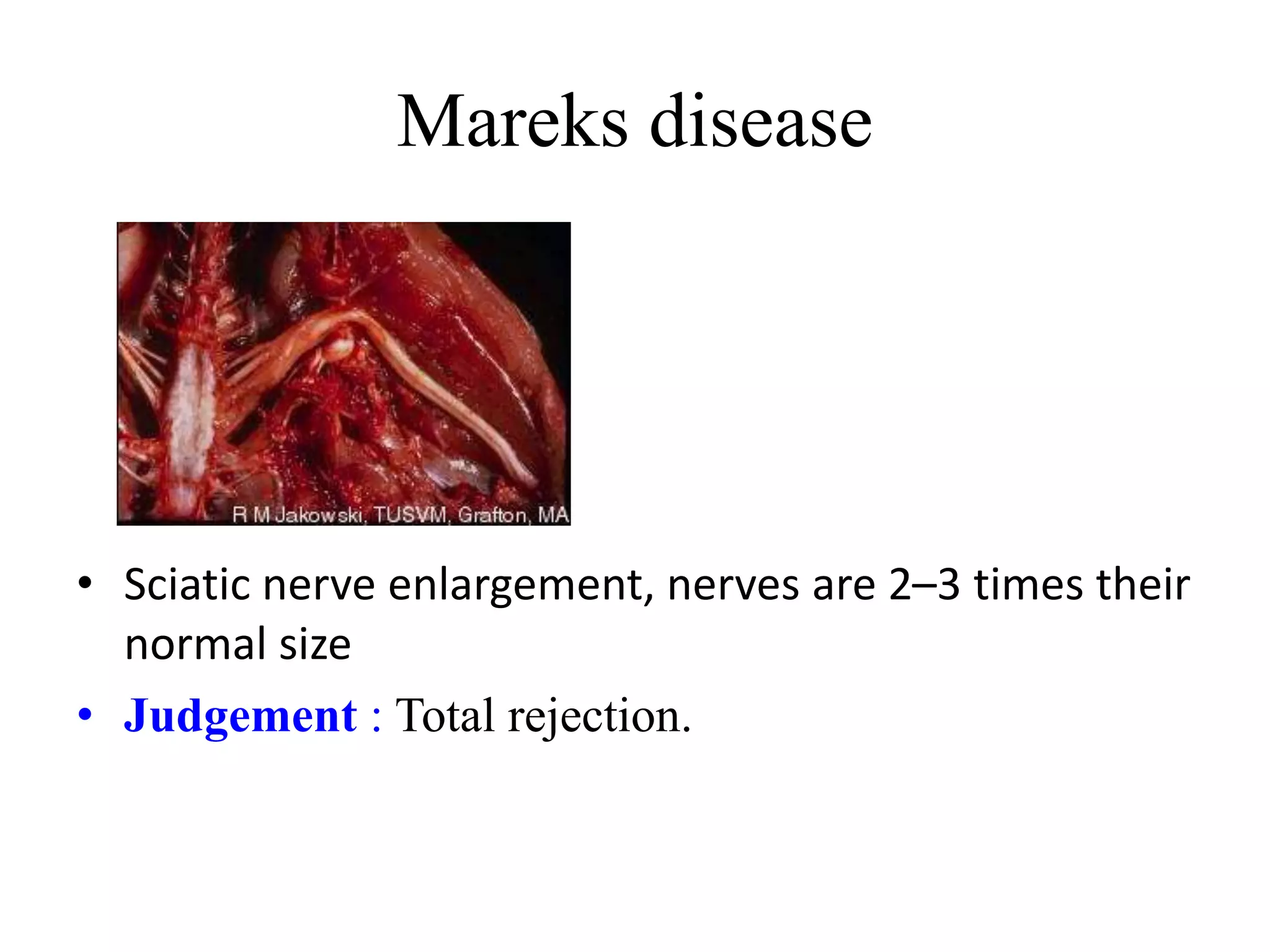 Mareks disease
• Sciatic nerve enlargement, nerves are 2–3 times their
normal size
• Judgement : Total rejection.
 